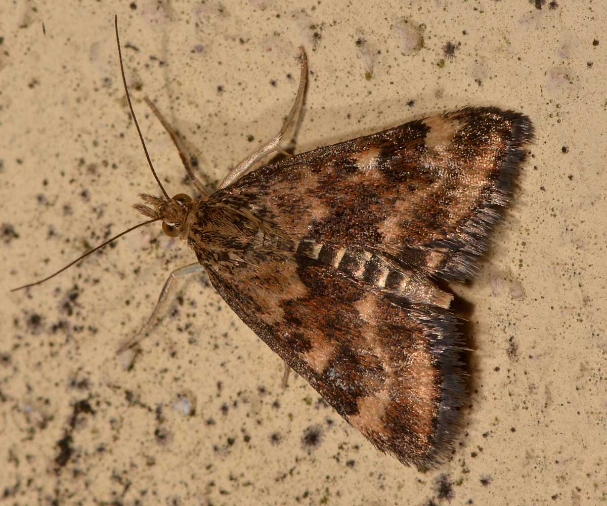 Crambidae - Pyrausta despicata? S